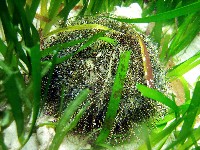 藏品(雜色角孔海膽)的圖片