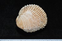 藏品(多刺鳥尾蛤)的圖片