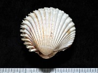 藏品(皇后鳥尾蛤)的圖片