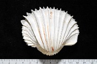 藏品(女神鳥尾蛤)的圖片