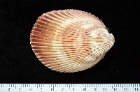 藏品(長鳥尾蛤)的圖片