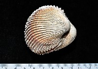 藏品(多刺鳥尾蛤)的圖片