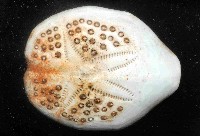 藏品(秀麗布萊海膽)的圖片