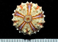 藏品(斑腔海膽)的圖片