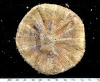 藏品(裸軟海膽)的圖片