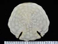 藏品(裂邊毛餅海膽)的圖片