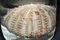 藏品(雙色角孔海膽)的圖片