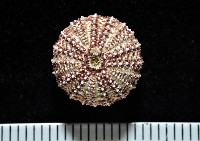 藏品(秀麗刻孔海膽)的圖片