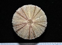 藏品(雙色角孔海膽)的圖片