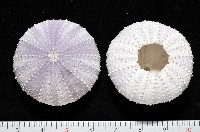 藏品(白棘三列海膽)的圖片
