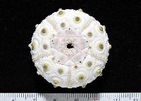 藏品(琉球柄頭帕)的圖片