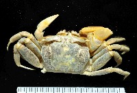 藏品(摩敦沙蟹)的圖片