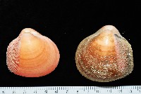 藏品(金絲鳥尾蛤)的圖片