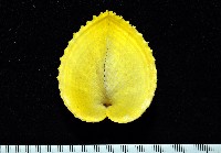 藏品(雞心蛤)的圖片