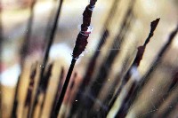 藏品(扁櫛蟲之一種)的圖片