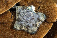 藏品(麵包海星(饅頭海星))的圖片