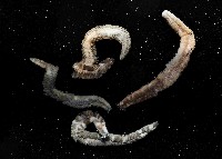 藏品(未知種沙蠶-異沙蠶體)的圖片