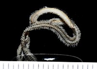 藏品(未知種沙蠶-異沙蠶體)的圖片