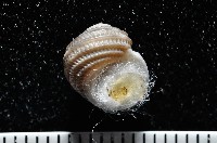 藏品(琉金雕鐘螺)的圖片