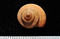 藏品(黃海鐘螺)的圖片