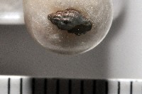 藏品(新種捲管螺類)的圖片