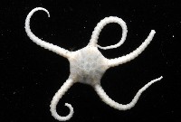 藏品(深海粗蛇尾)的圖片