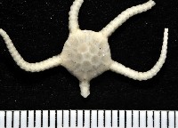 藏品(深海粗蛇尾)的圖片