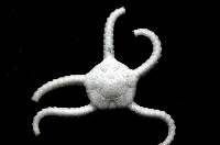 藏品(深海粗蛇尾)的圖片