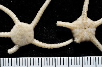 藏品(深海粗蛇尾)的圖片