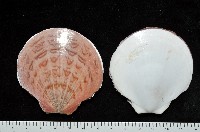 藏品(亞洲日月蛤)的圖片