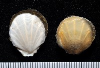 藏品(光芒海扇蛤)的圖片