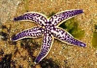 藏品(多棘海盤車)的圖片