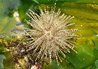 藏品(細雕刻肋海膽)的圖片