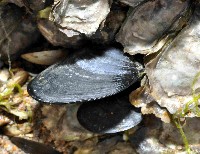 藏品(絲綢殼菜蛤)的圖片