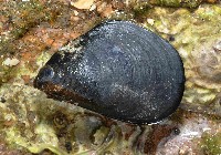 藏品(地中海殼菜蛤)的圖片