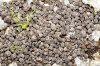 藏品(粗肋玉黍螺)的圖片