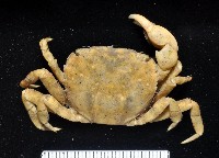 藏品(絨毛(螯)近方蟹)的圖片