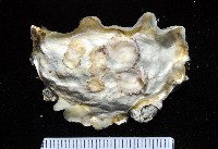 藏品(近江牡蠣)的圖片