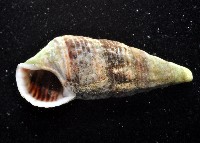 藏品(瘦海蜷(古氏灘棲螺))的圖片