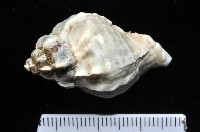 藏品(芭蕉螺之一種)的圖片