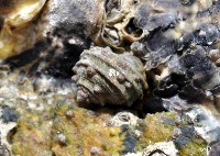 藏品(粗肋玉黍螺)的圖片