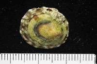 藏品(未知種蓮花青螺)的圖片