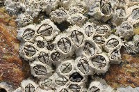 藏品(東方小藤壺)的圖片