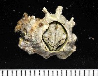 藏品(未知種小藤壺)的圖片