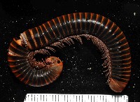 藏品(未知種旋刺馬陸(山蛩))的圖片