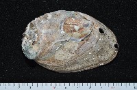 藏品(皺紋盤鮑)的圖片