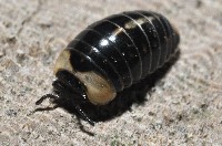 藏品(奇妙摩氏球馬陸)的圖片