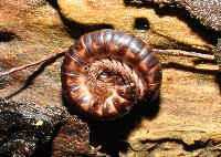 藏品(山嶺似腹馬陸(暫譯))的圖片