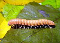 藏品(未知種琉球帶馬陸)的圖片