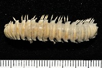 藏品(未知種琉球帶馬陸)的圖片